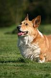 CORGI PEMBROKE 1357